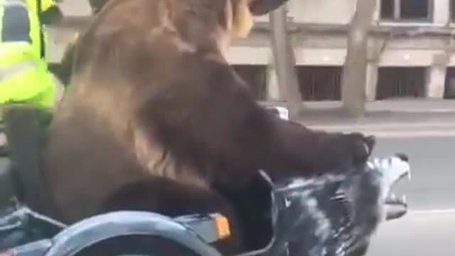 A brown bear rides on the bike