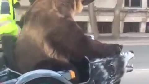 A brown bear rides on the bike