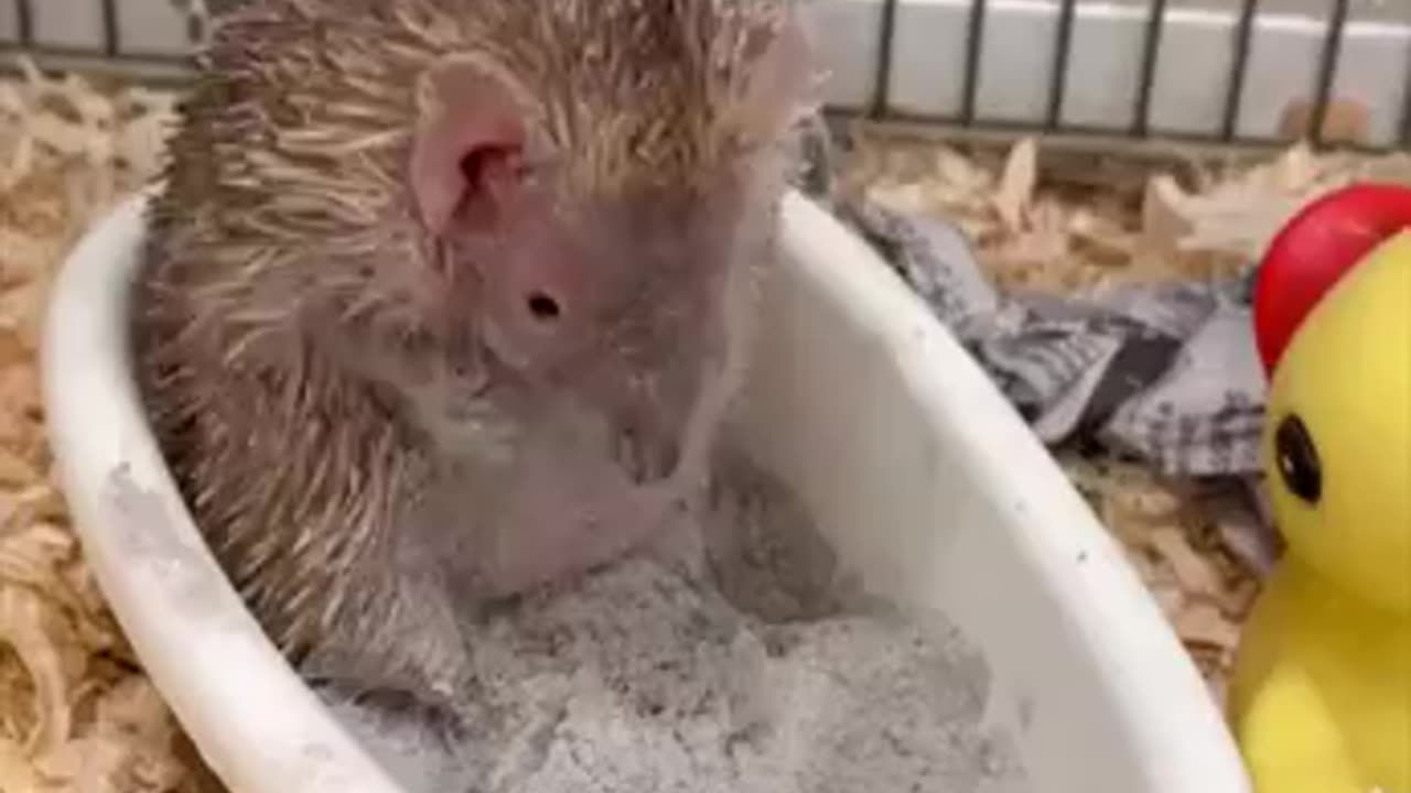 How a hedgehog bathes 😊