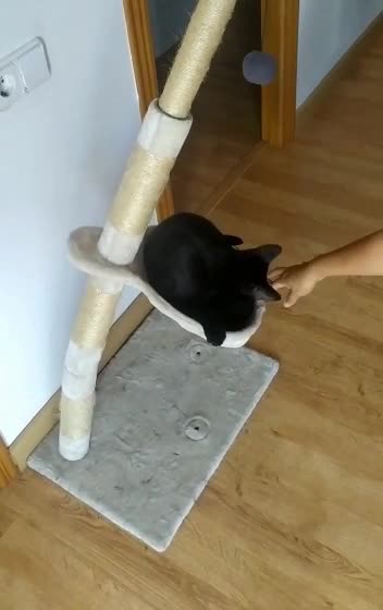 Cat sitting on tree house ends up breaking it and falls