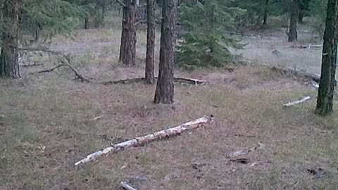 More Poacher Footsteps?