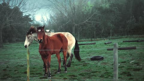 Horse training video