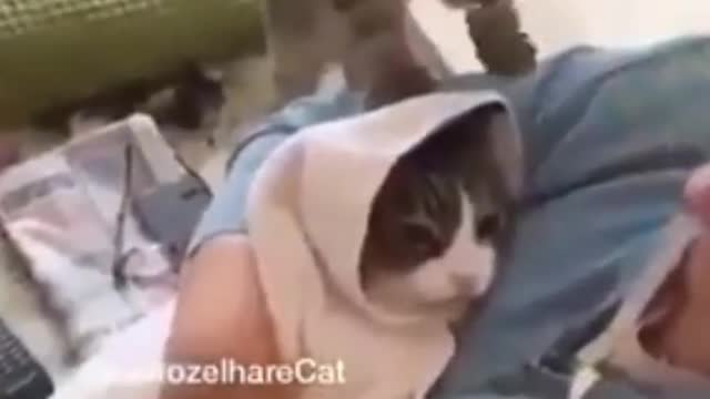 Jealous cat slaps kitten| Fuuny reaction animal| Cat videos| #shorts.