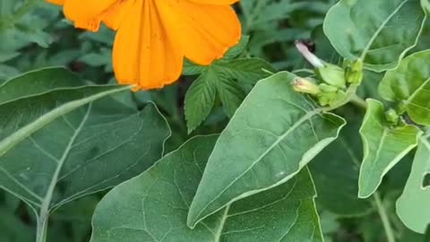 A flower in a small pot is slowly growing