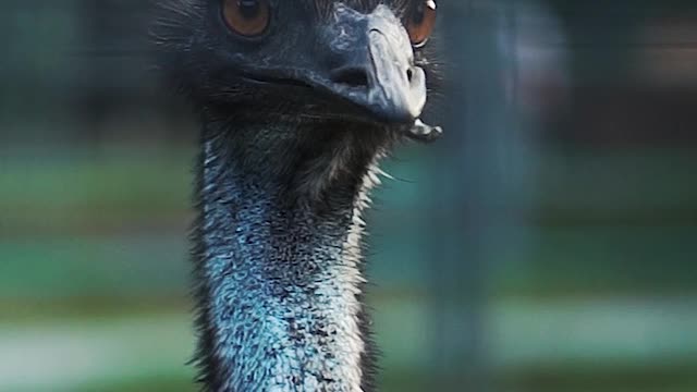 We saw an ostrich for the first time. It was something))