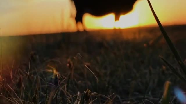 With my cows, watching the sun go down and the evening breeze blowing.