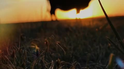 With my cows, watching the sun go down and the evening breeze blowing.