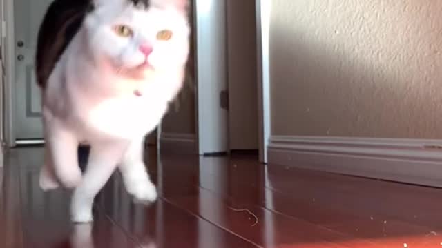 cat video