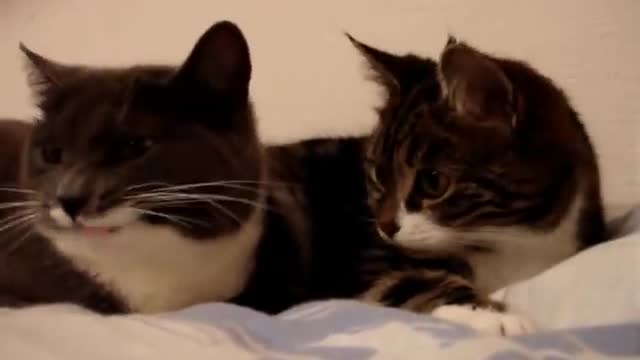 Funny cats: The two talking cats