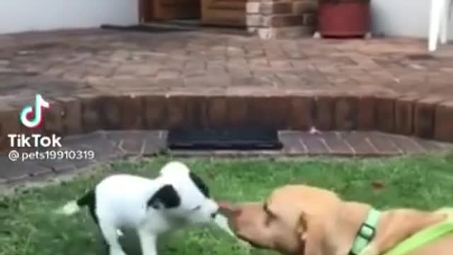 Cute Puppy Saying Good Morning 🐶 Lovely Animals || Try Not To Laugh