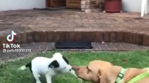 Cute Puppy Saying Good Morning 🐶 Lovely Animals || Try Not To Laugh