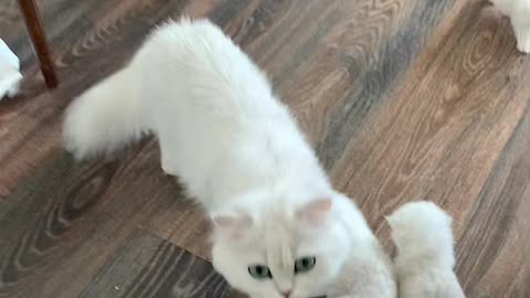 cute cats ♥️😂😂