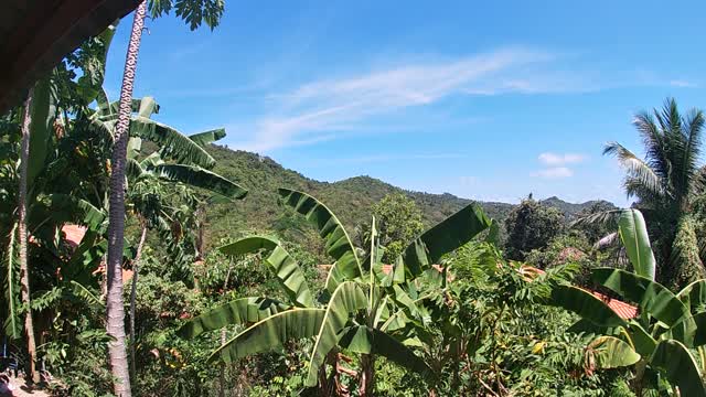 Cafe in djungle