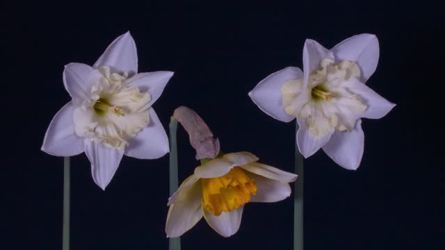 Daffodils