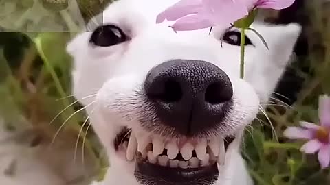What long teeth