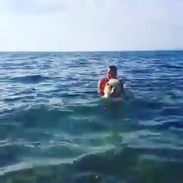 Chow Chow - Swimming!