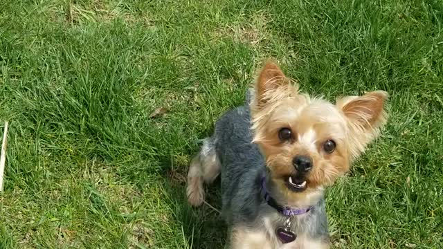 Westie and Yorkie Pup Fight Over Tennis Ball