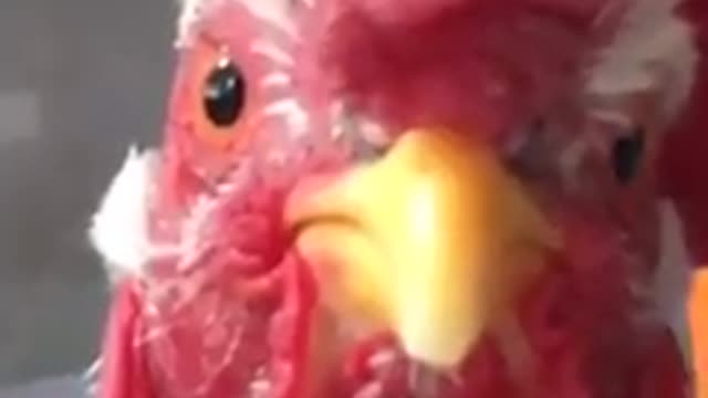 Singing Rooster