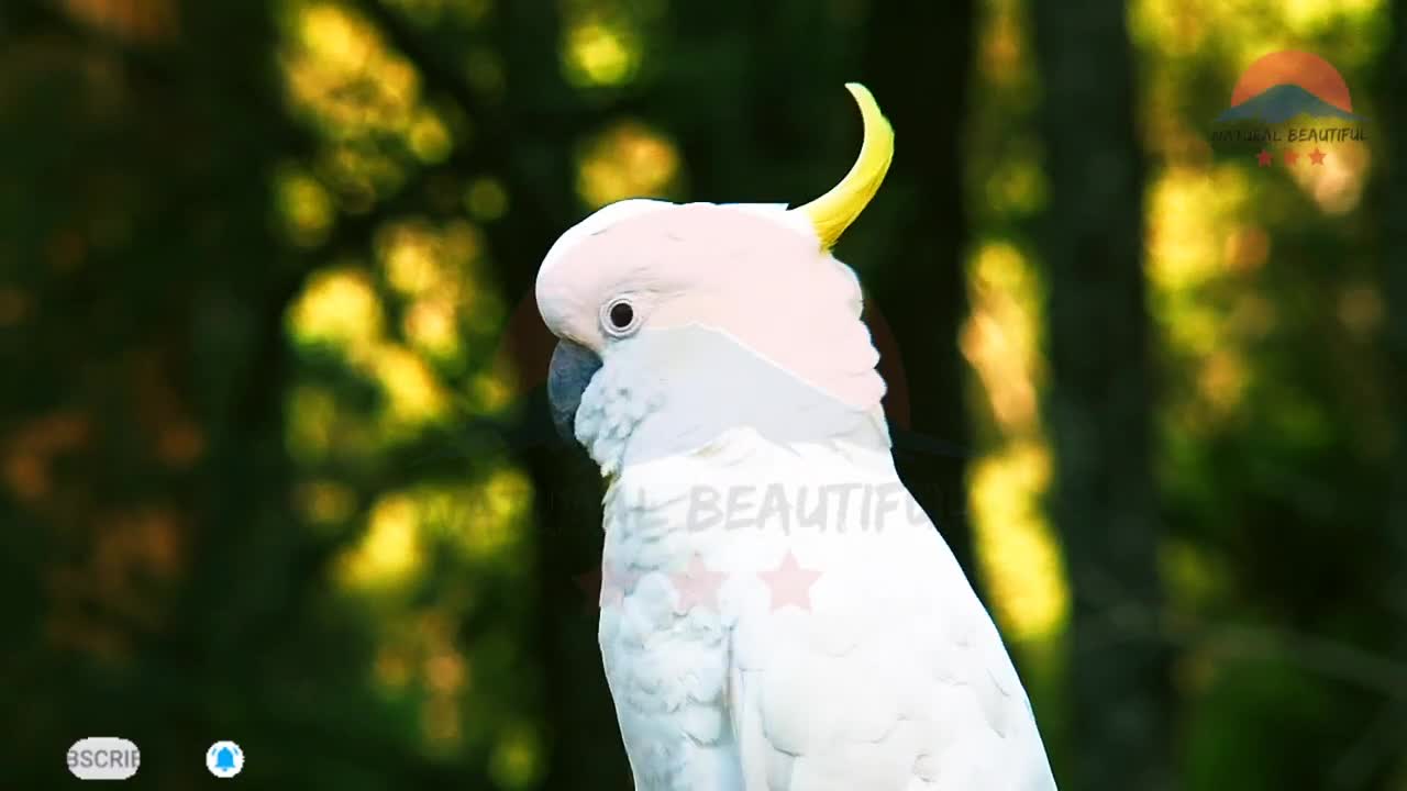 Unbrella Cockatoo Parrot | Resolution Bird | Wild Cockatoo