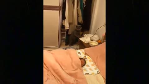 OMG So Cute Cats Best Funny Cat Videos 2021