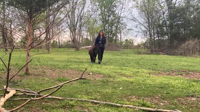 Mommy Bringing in Mini Horse Licorice 05.2021