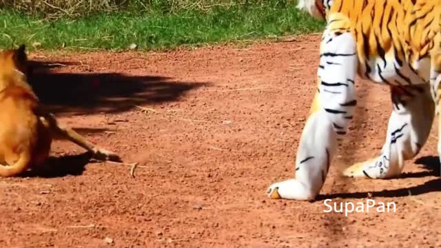 Krizzy Fake Tiger Prank the Dogs