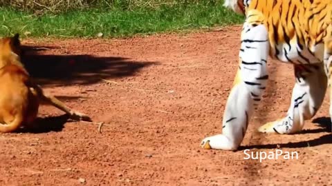 Krizzy Fake Tiger Prank the Dogs