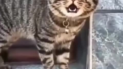 Cute Cat Singing (Funny)