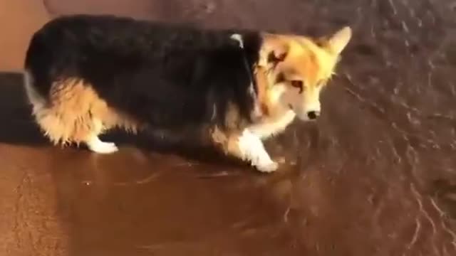 Corgi enjoy the calmness of the sea