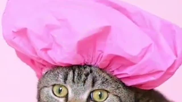 Cat video | funny cats video | beautiful moment