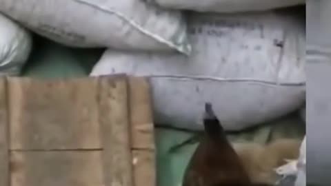 Chicken VS Dog Fight - Funny Dog Fight Videos