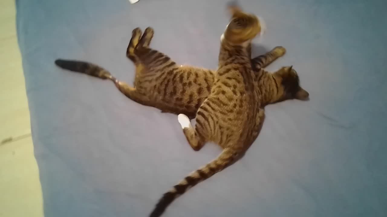 knockout cat