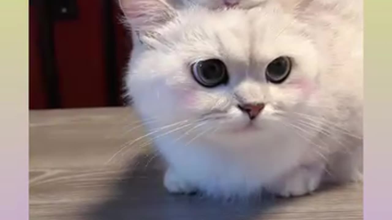 Funny cat Video