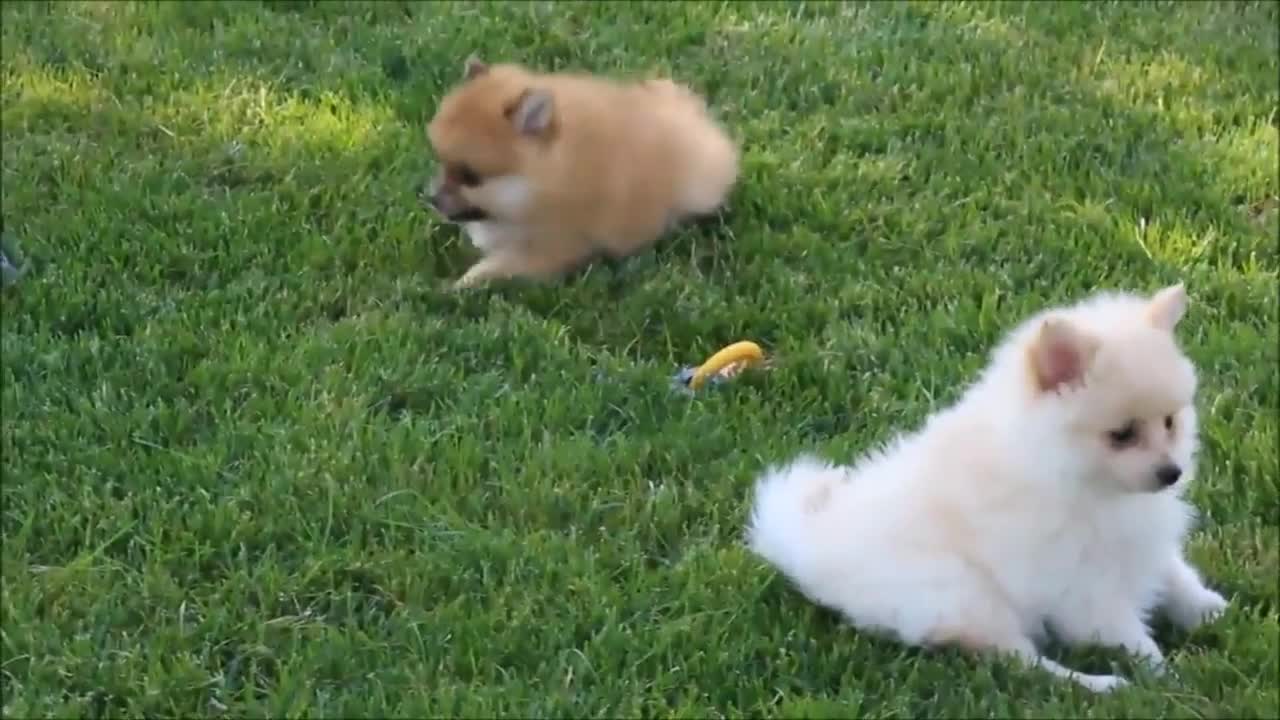 CUTE Dog // TRY NOT TO AWW Fluffy , Must see!