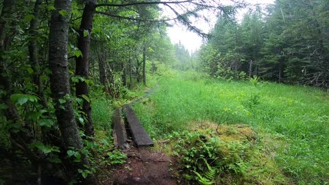 Bog Bridge