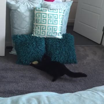 Atlético gato juega a atrapar como un profesional