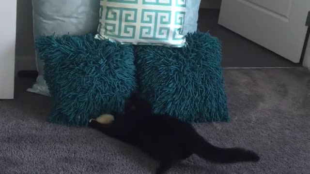 Atlético gato juega a atrapar como un profesional