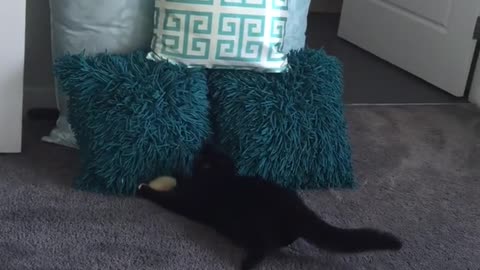 Atlético gato juega a atrapar como un profesional