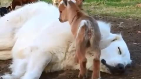 Goat kids having fun with dog