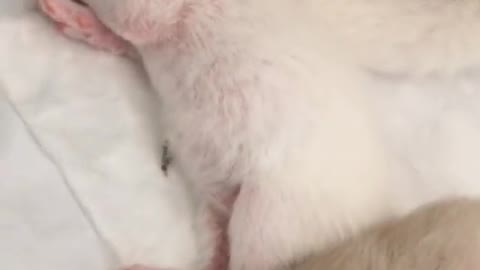 Cute cat video