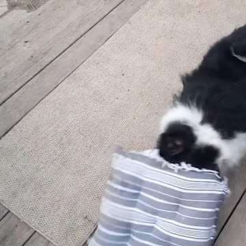 My Reaction To Not Sleeping Last Night Is Way Cuter When An Adorable Dog Does It!