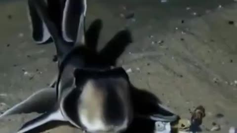 DO YOU KNOW THIS FISH???