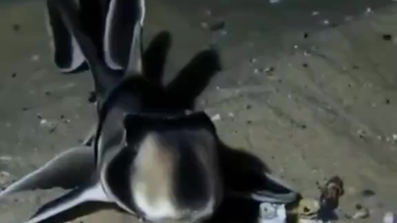DO YOU KNOW THIS FISH???