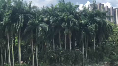 Beautiful coconut trees also have a different scenery!