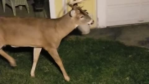 Big Buck in backyard turns on me!!.