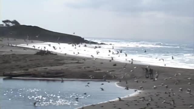 Birds of Moonstone Beach