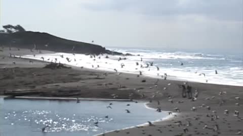 Birds of Moonstone Beach