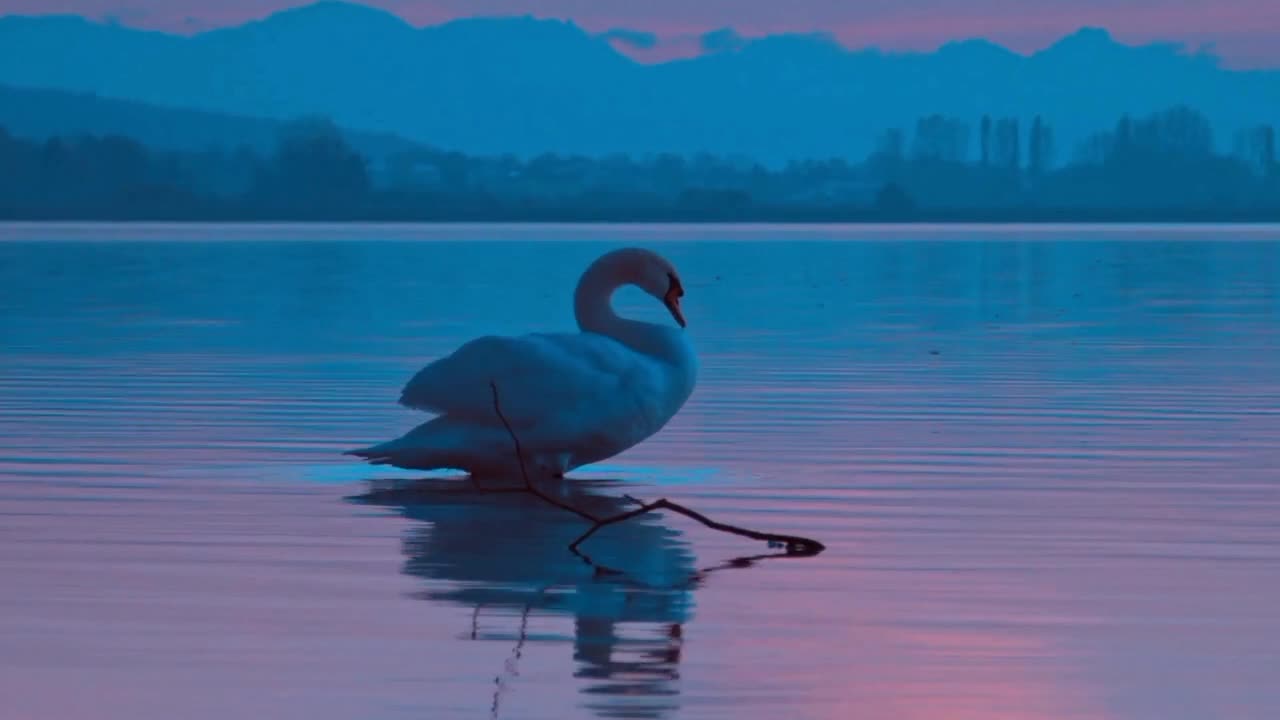 duck playing in the water