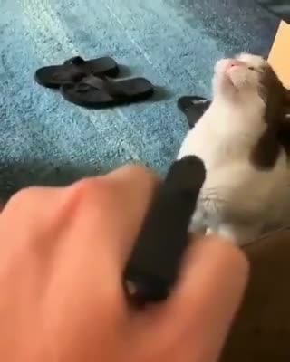 Check out Sweet Cats Kittens