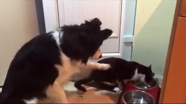 Dog and funny cat
